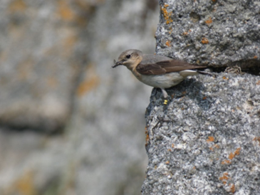 CRWheatearTWeston.jpeg