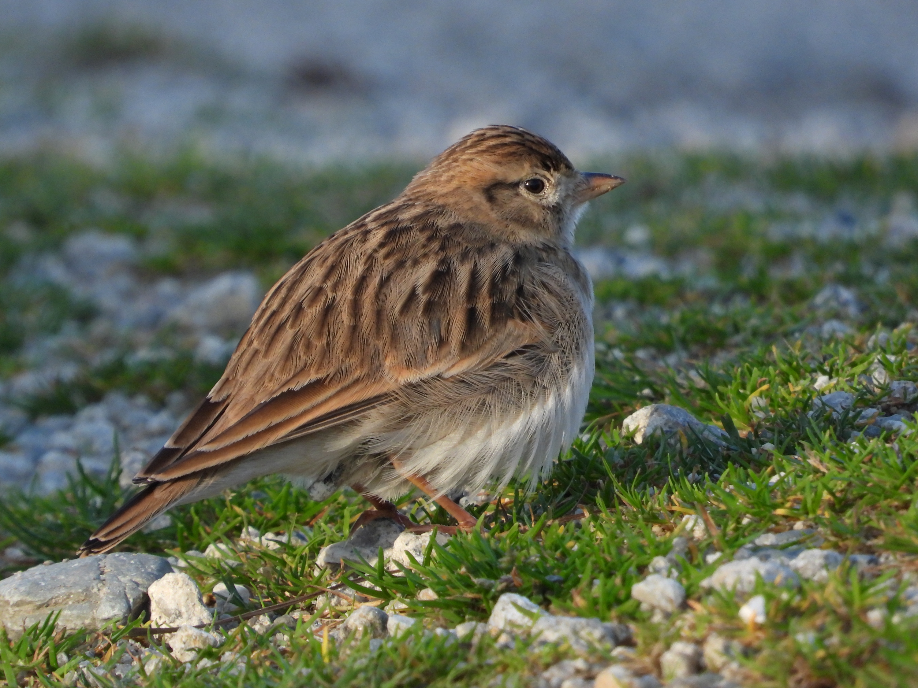 Short toed Lark 1 Oct 2024 Neil Barnes resize