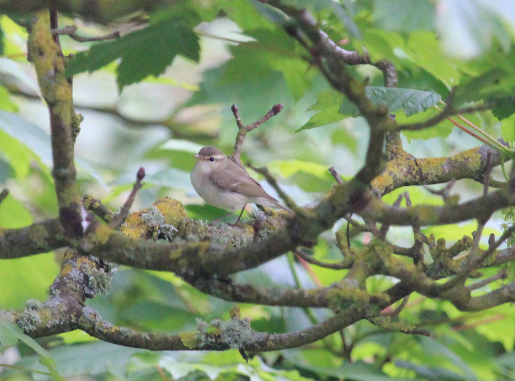 Greenish Warbler Lundy 05Jun2016 Rebecca Taylor