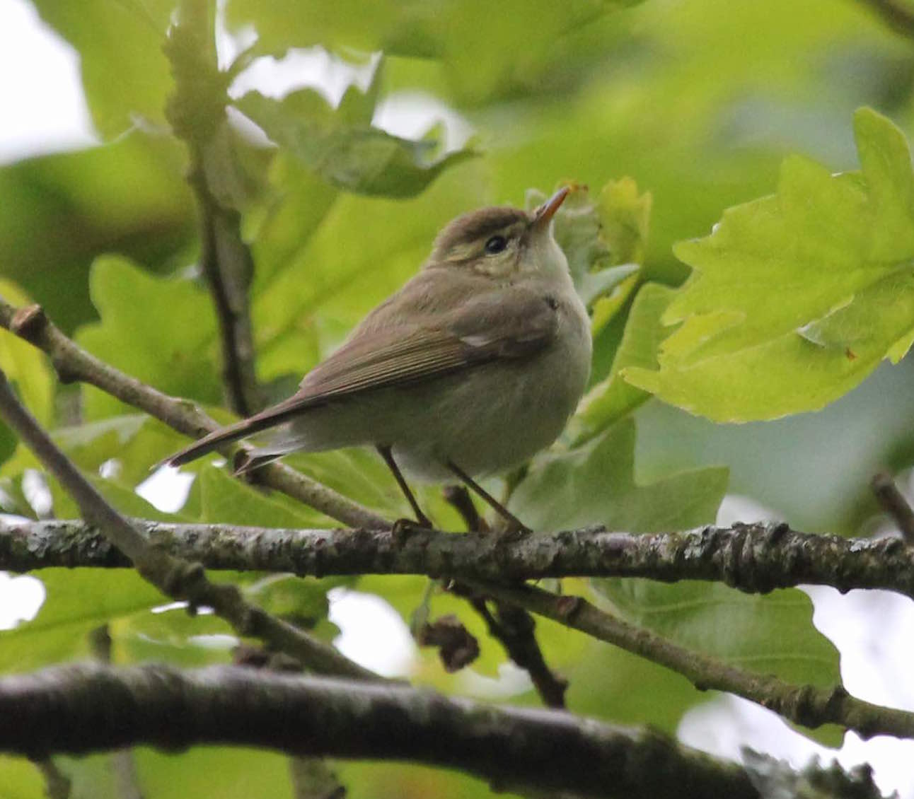 Greenish Warbler Lundy 05Jun2016 Richard Taylor