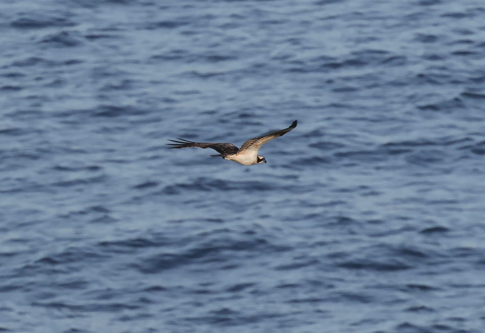 Osprey Landing Bay 26Sep2025 Angus Croudace