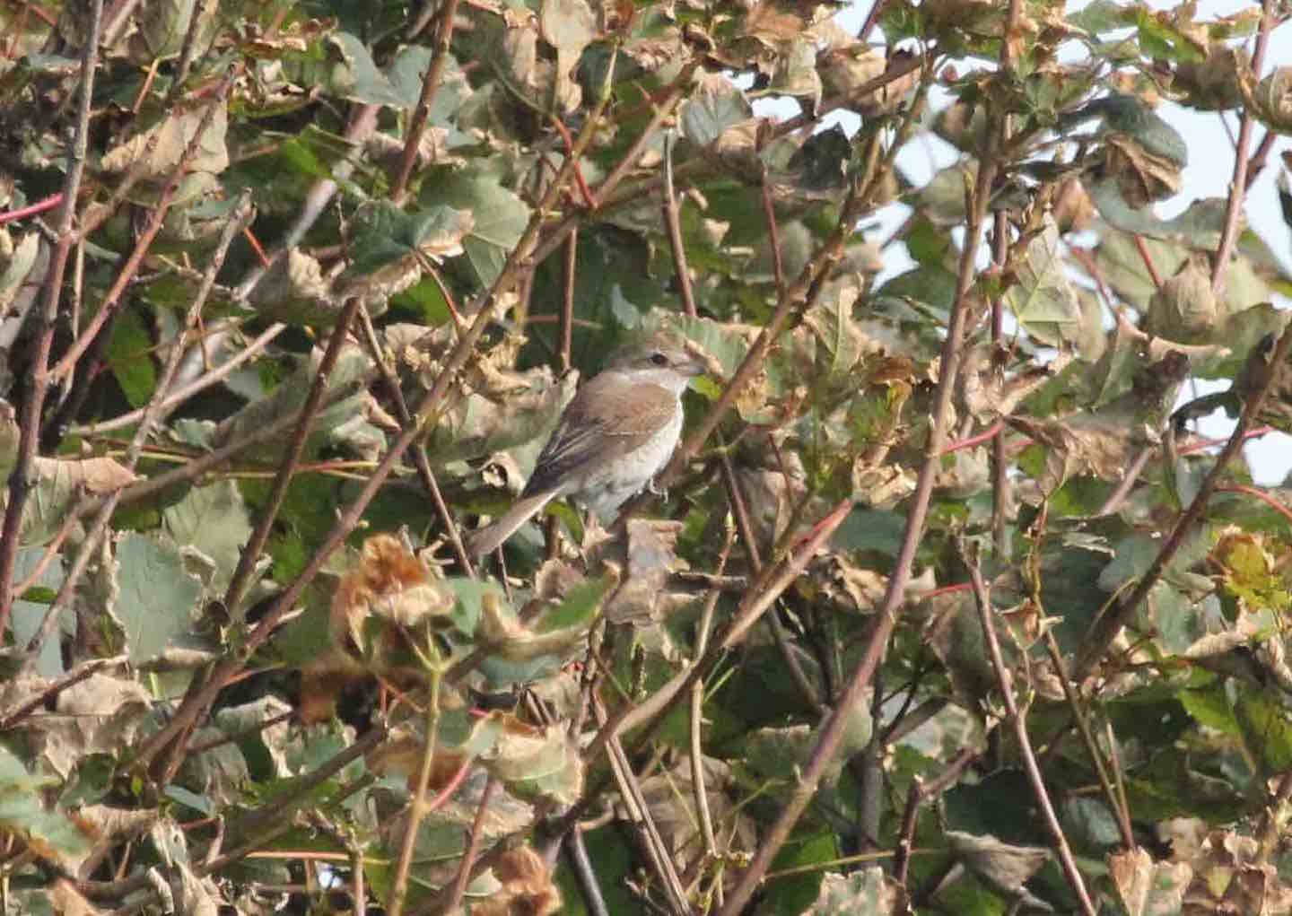 Red-backed Shrike Millcombe 31Aug2016 Richard Taylor 