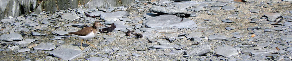 Common Sandpiper