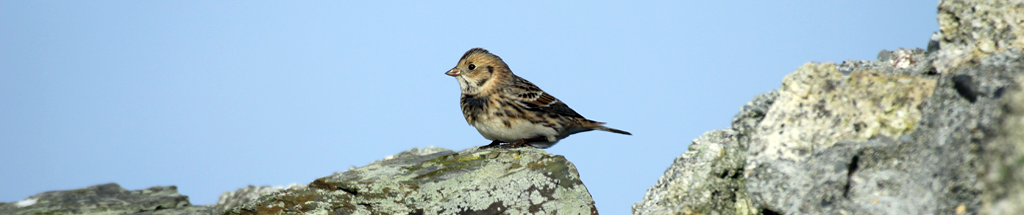 Lapland Bunting