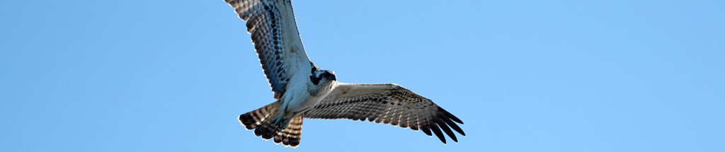 Osprey