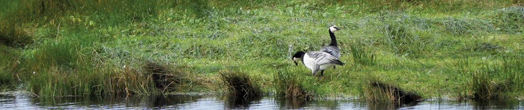 Barnacle Geese