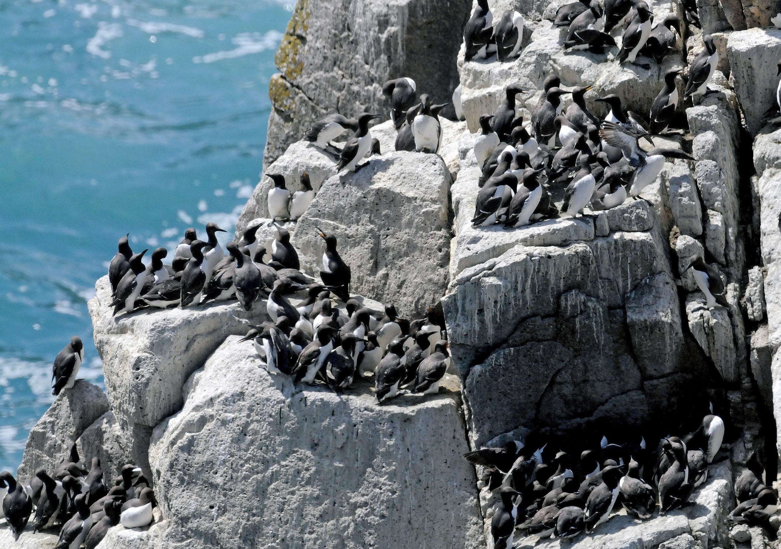 Guillemots Lundy Andrew Cleave