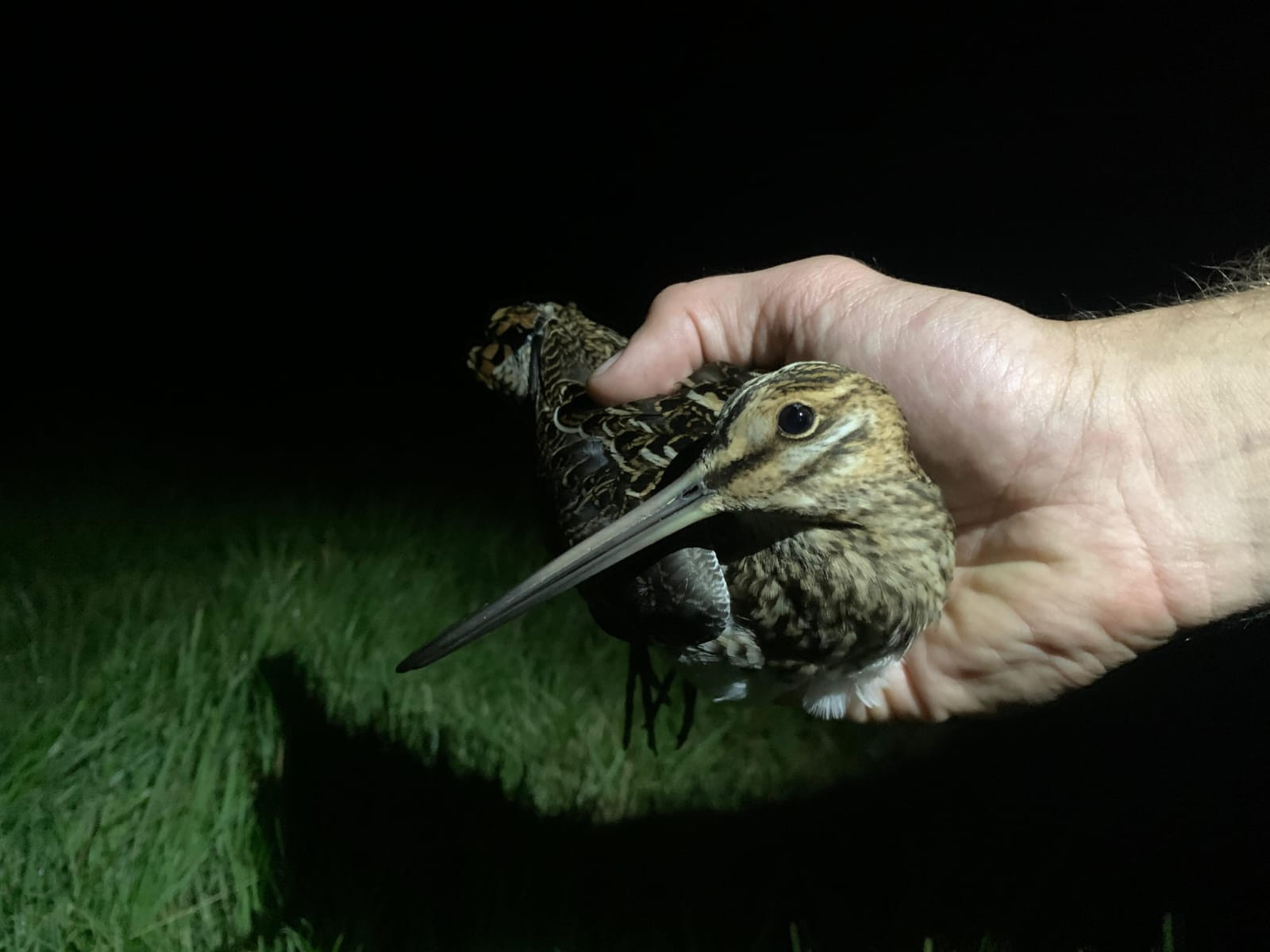 Common Snipe