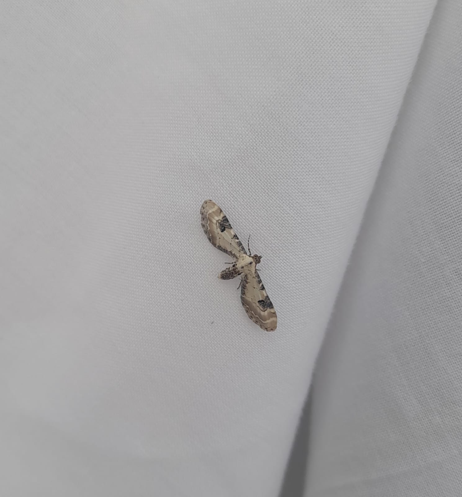 02 05 2026 LimeSpeckPug Millcombe EAbel