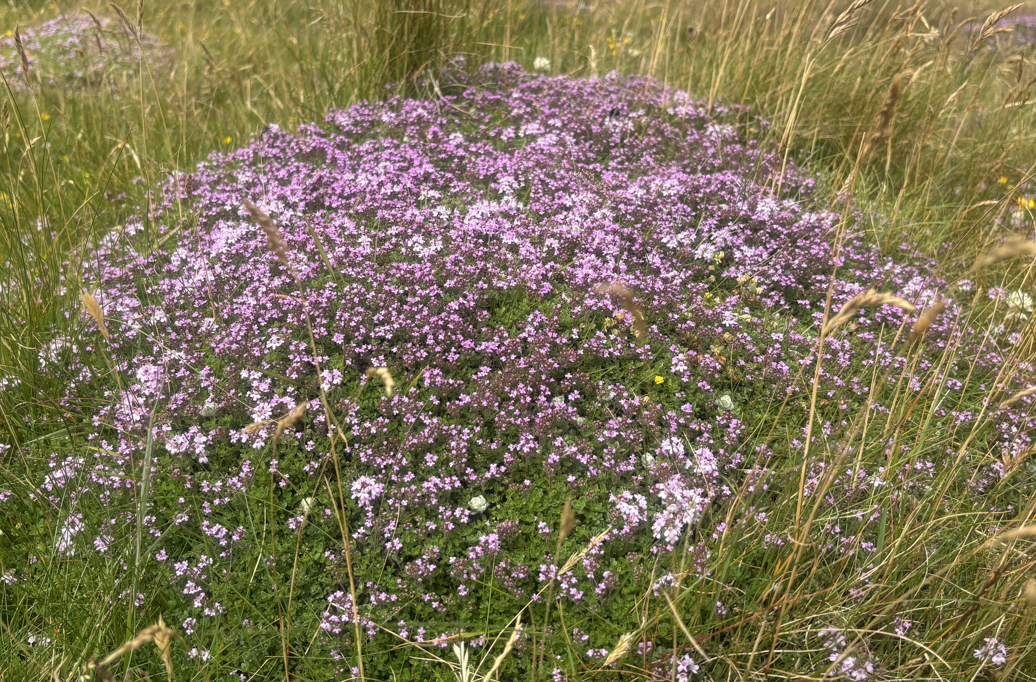 02 07 2026 Thyme GLee