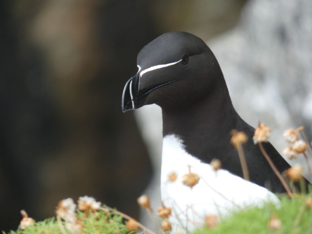 03 06 2026 Razorbill Nend ThomasWeston