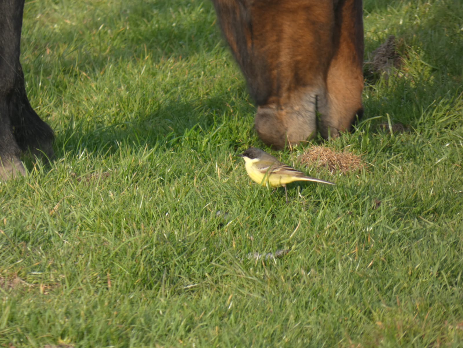 04 05 2026 GreyHeadedWagtail BartonField TWeston
