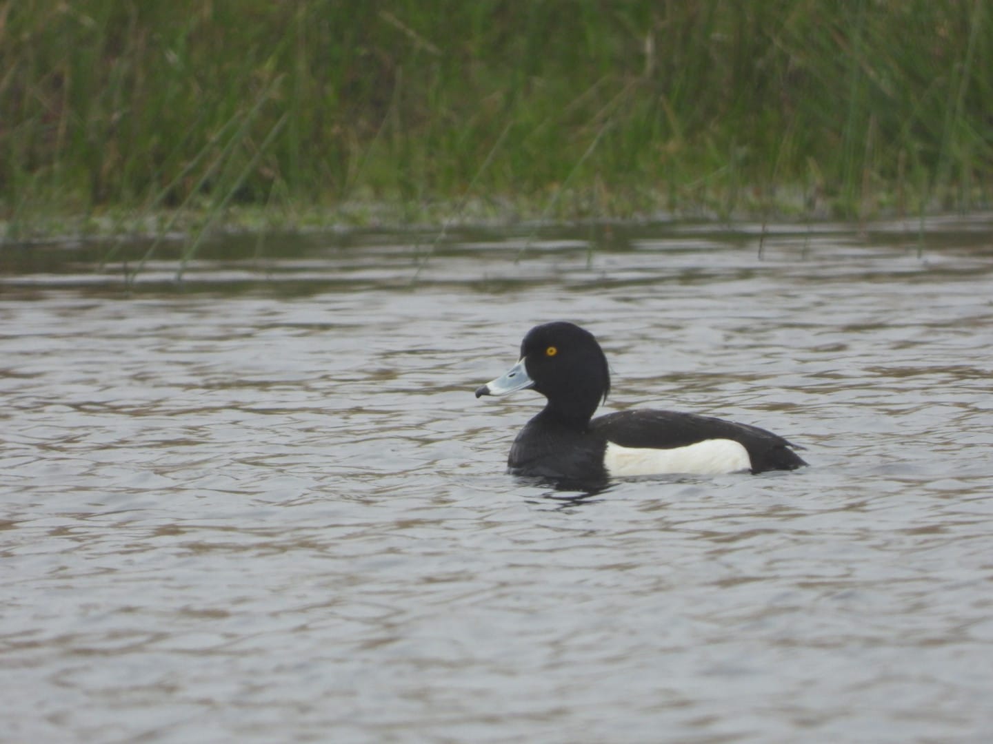 04 05 2026 TuftedDuck Pondsbury NBarnes