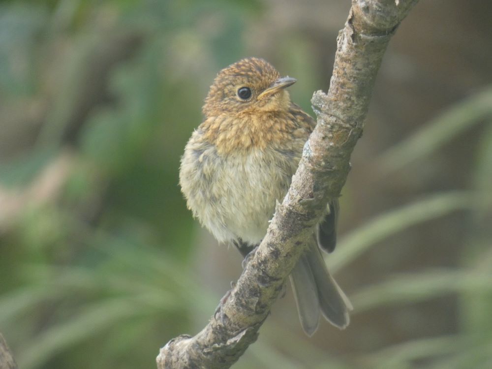 06 07 2026 Robin Millc ThomasWeston