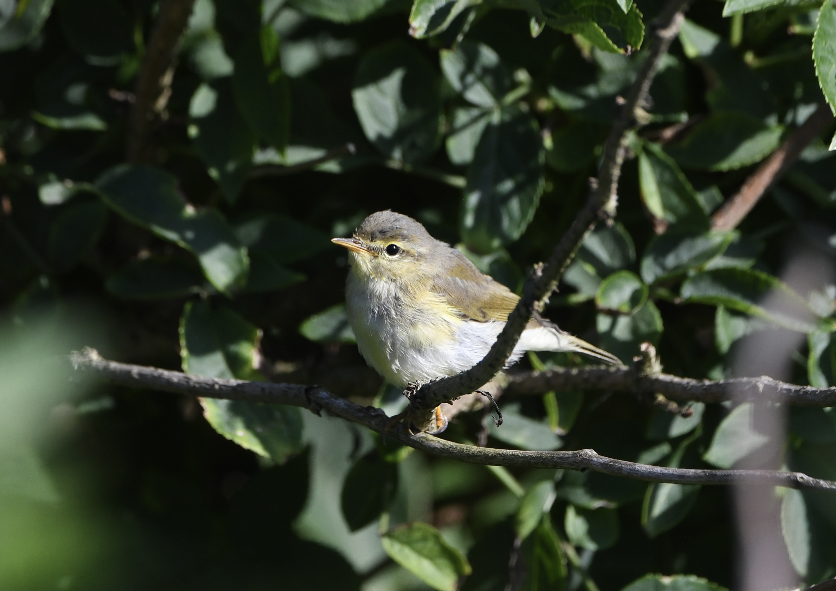13 07 2026 WillowWarbler Millcombe GLee