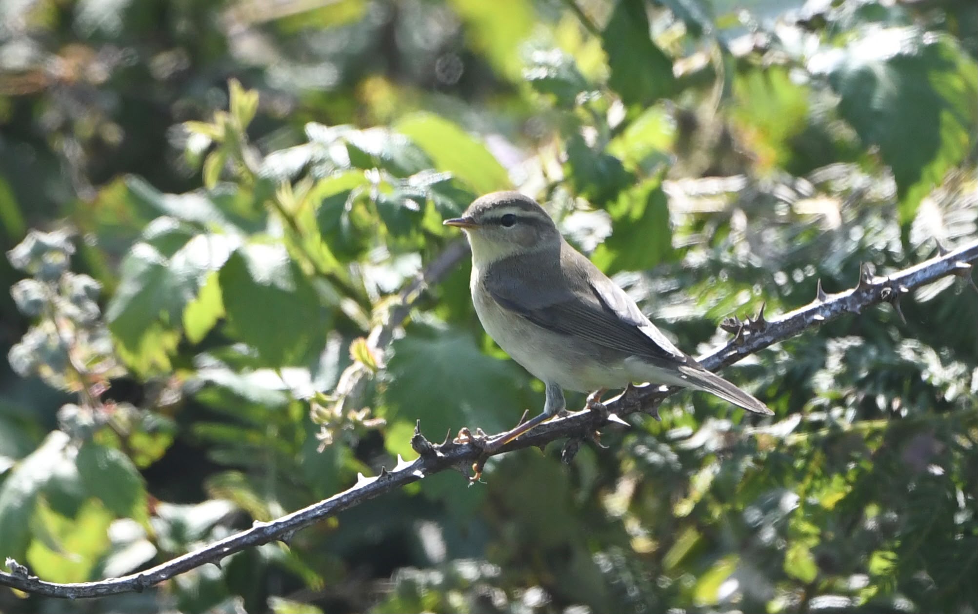 16 07 26 WillowWarbler Brambles GLee