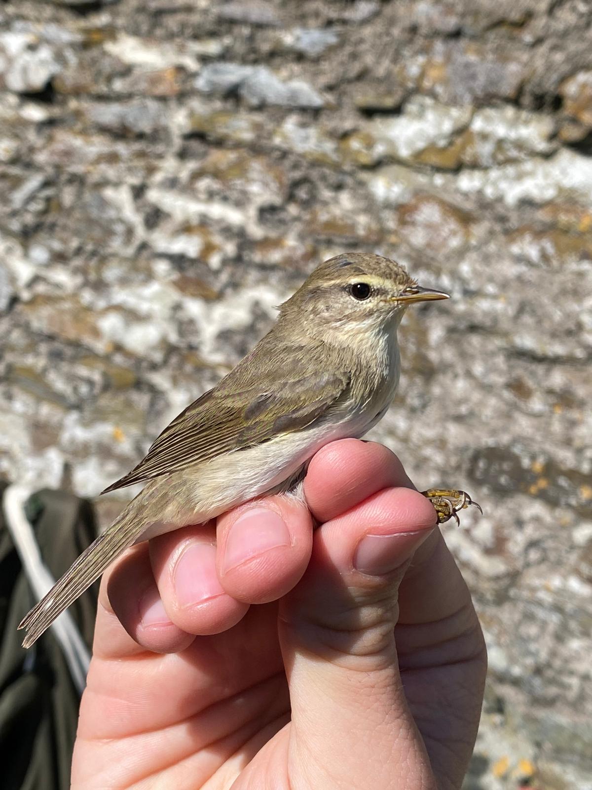 18 04 2026 acredula WillowWarbler Millcombe GLee