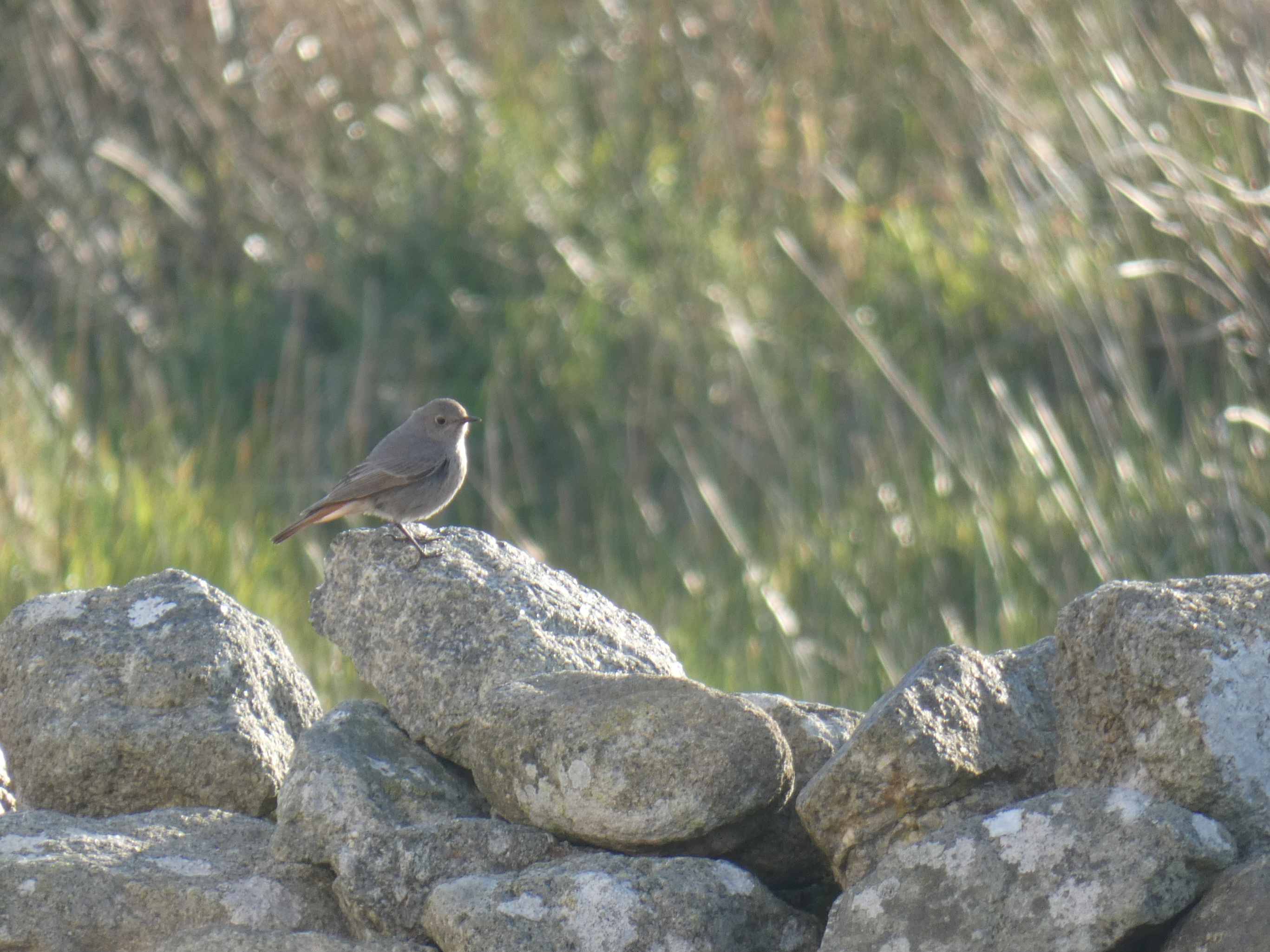 20032026 Black Redstart Village TW