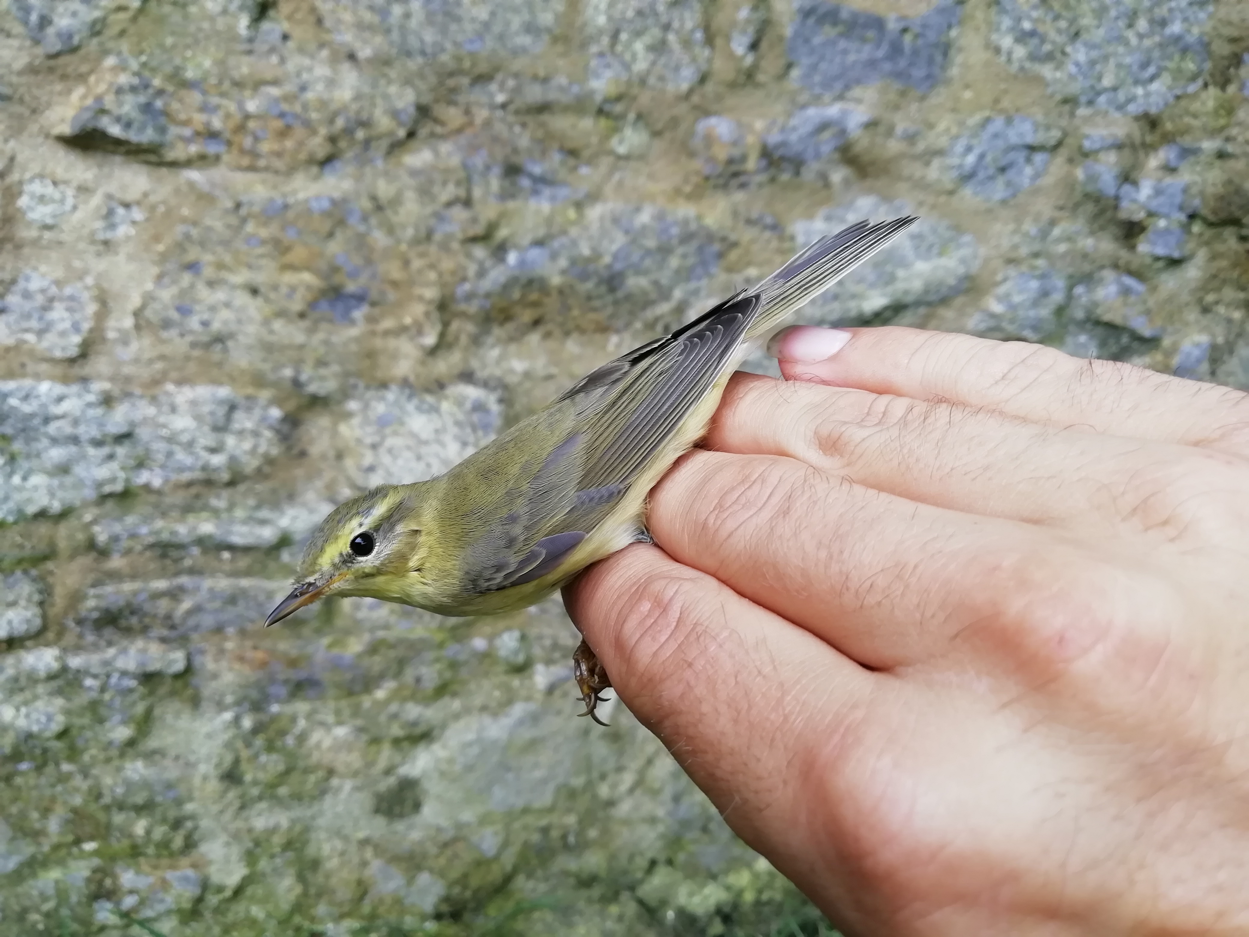 Willow Warbler © Joe Parker