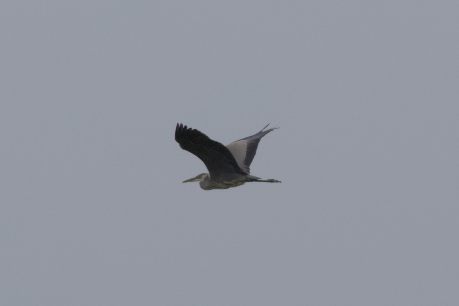 Juvenile Grey Heron © Joe Parker