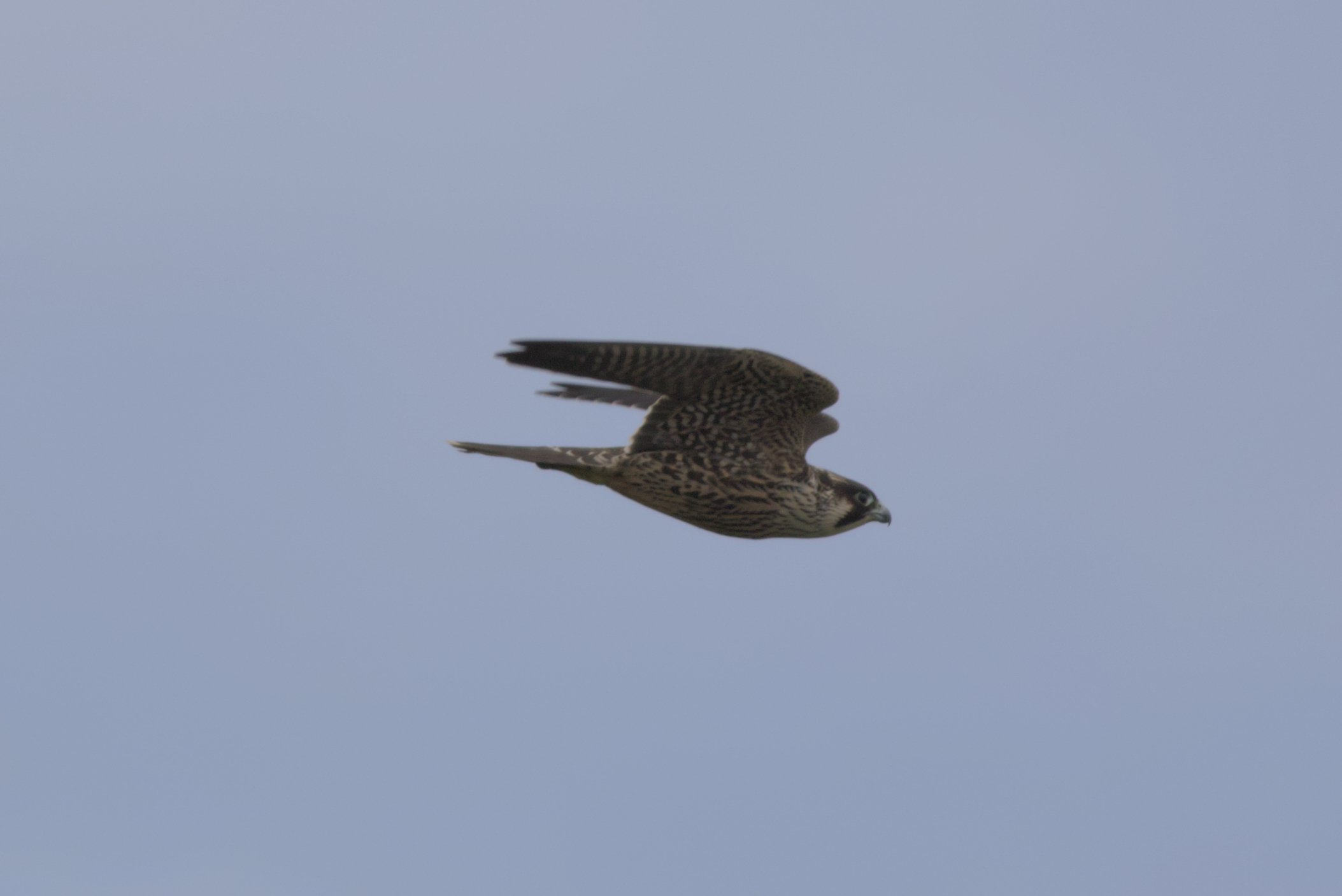 Juvenile Peregrine © Joe Parker