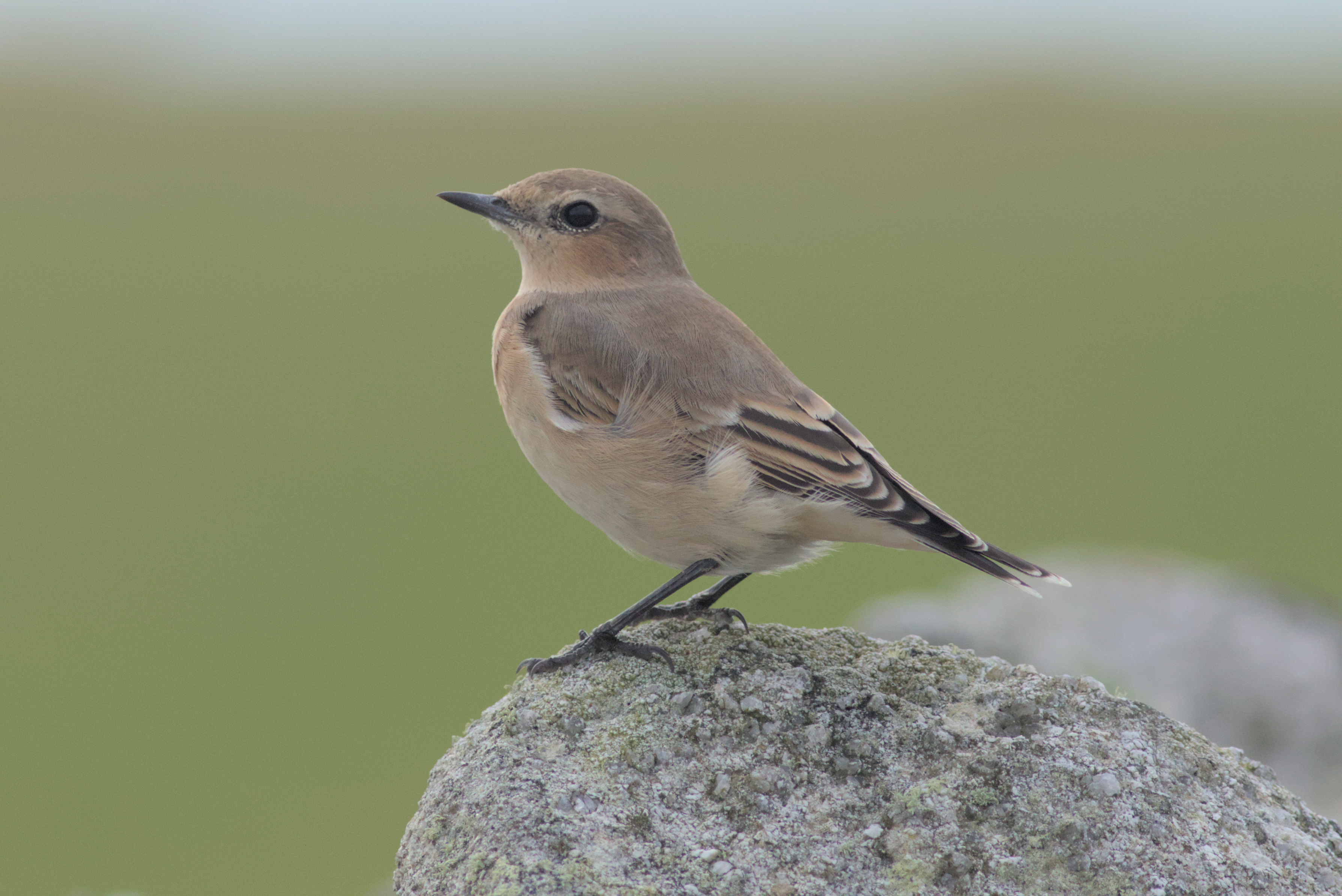 Wheatear © Joe Parker
