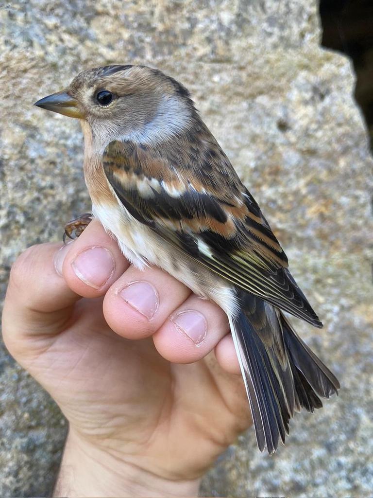 Female Brambling ringed in Millcombe © Luke Marriner