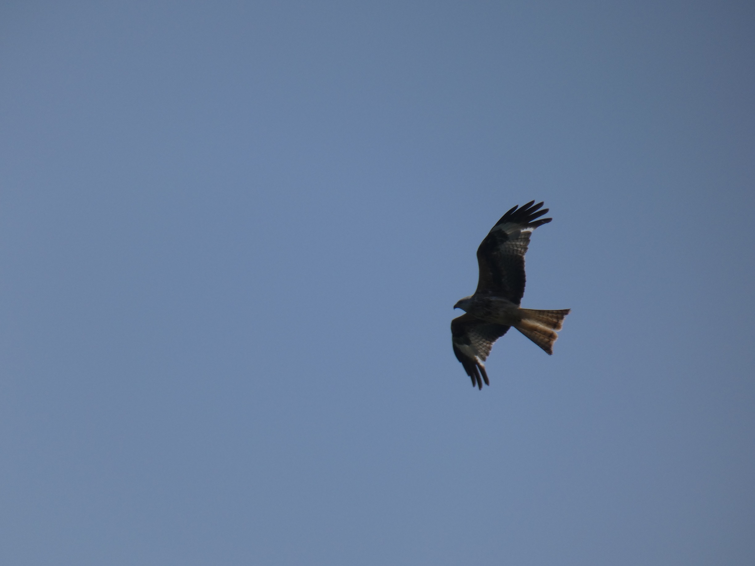 2024 06 05 RedKite NorthLight ThomasWeston
