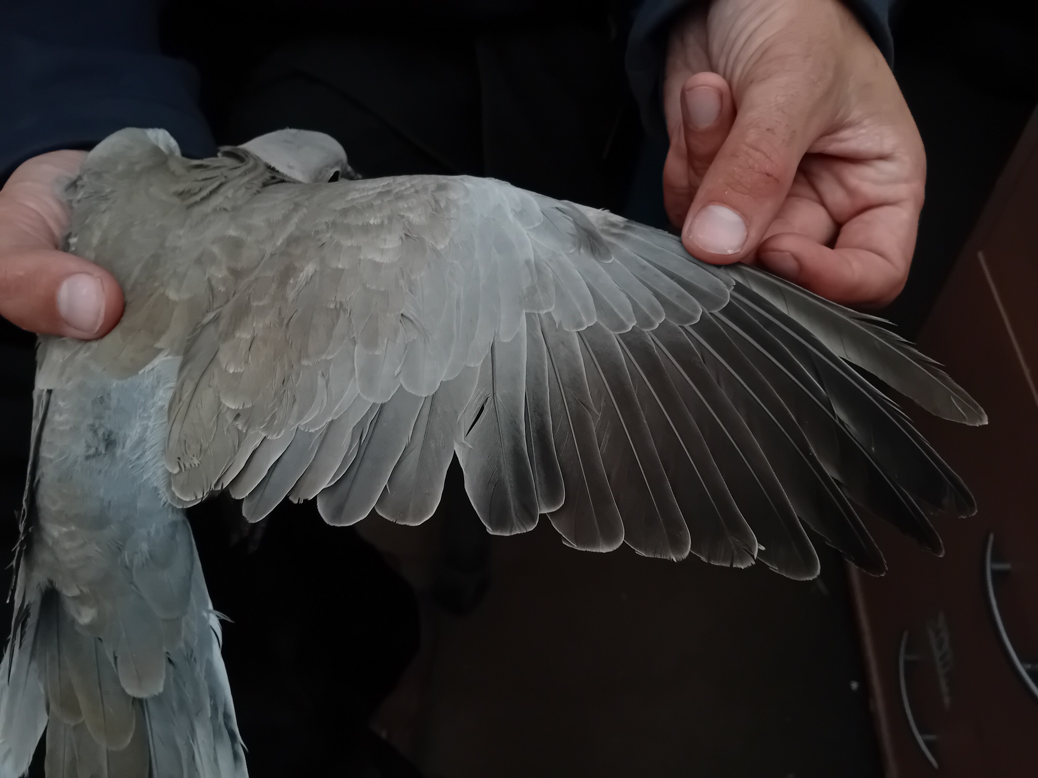2024 06 13 CollaredDove LambingShed ThomasWeston
