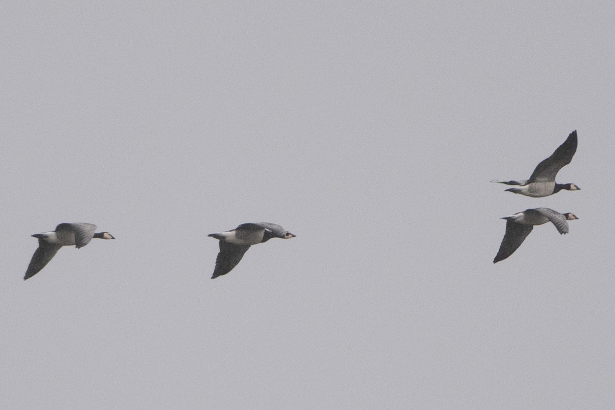 2024 10 08 Barnacle Geese A Hobbs