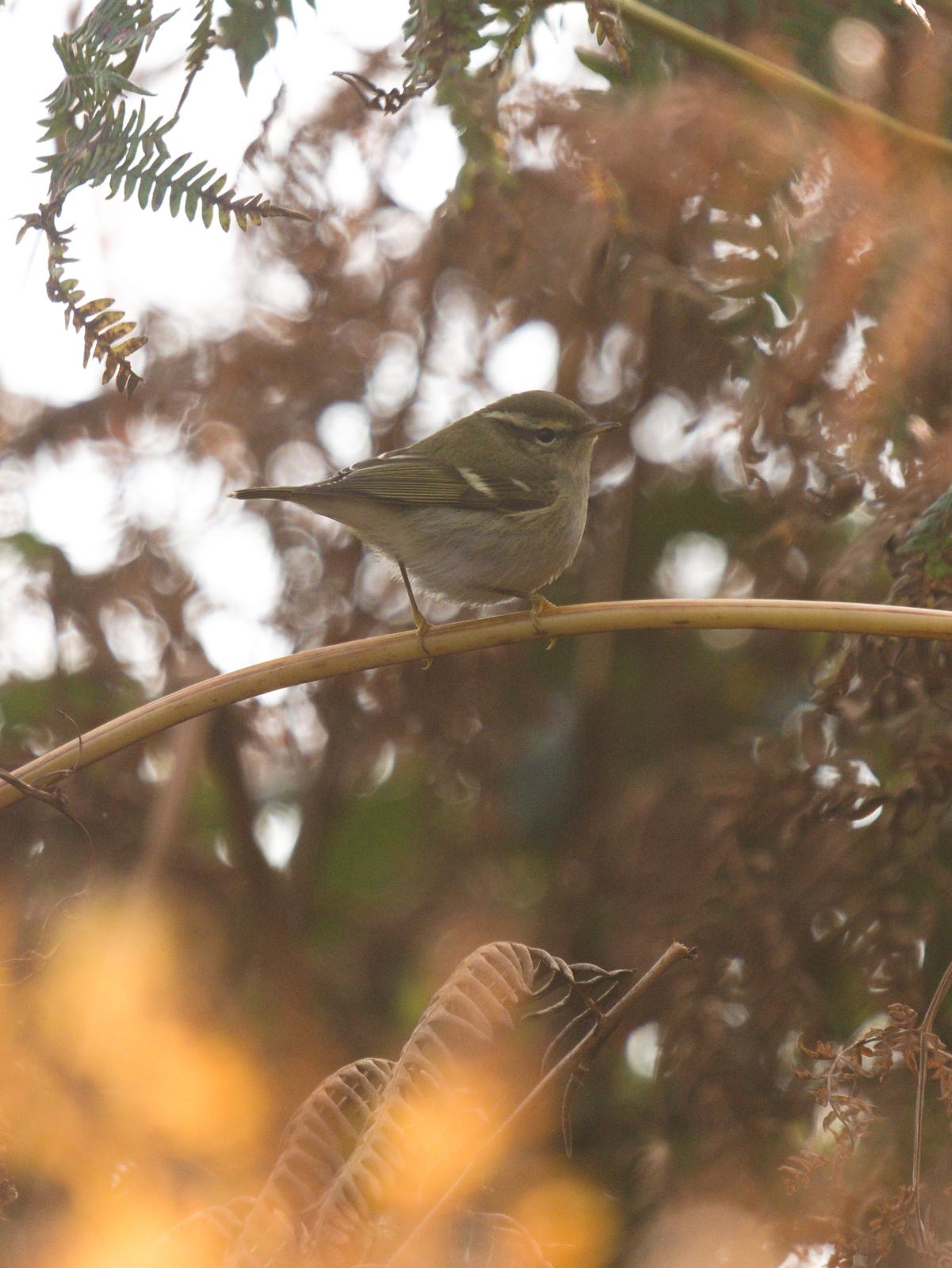 2024 10 24 YBW Ruppells B Hughes