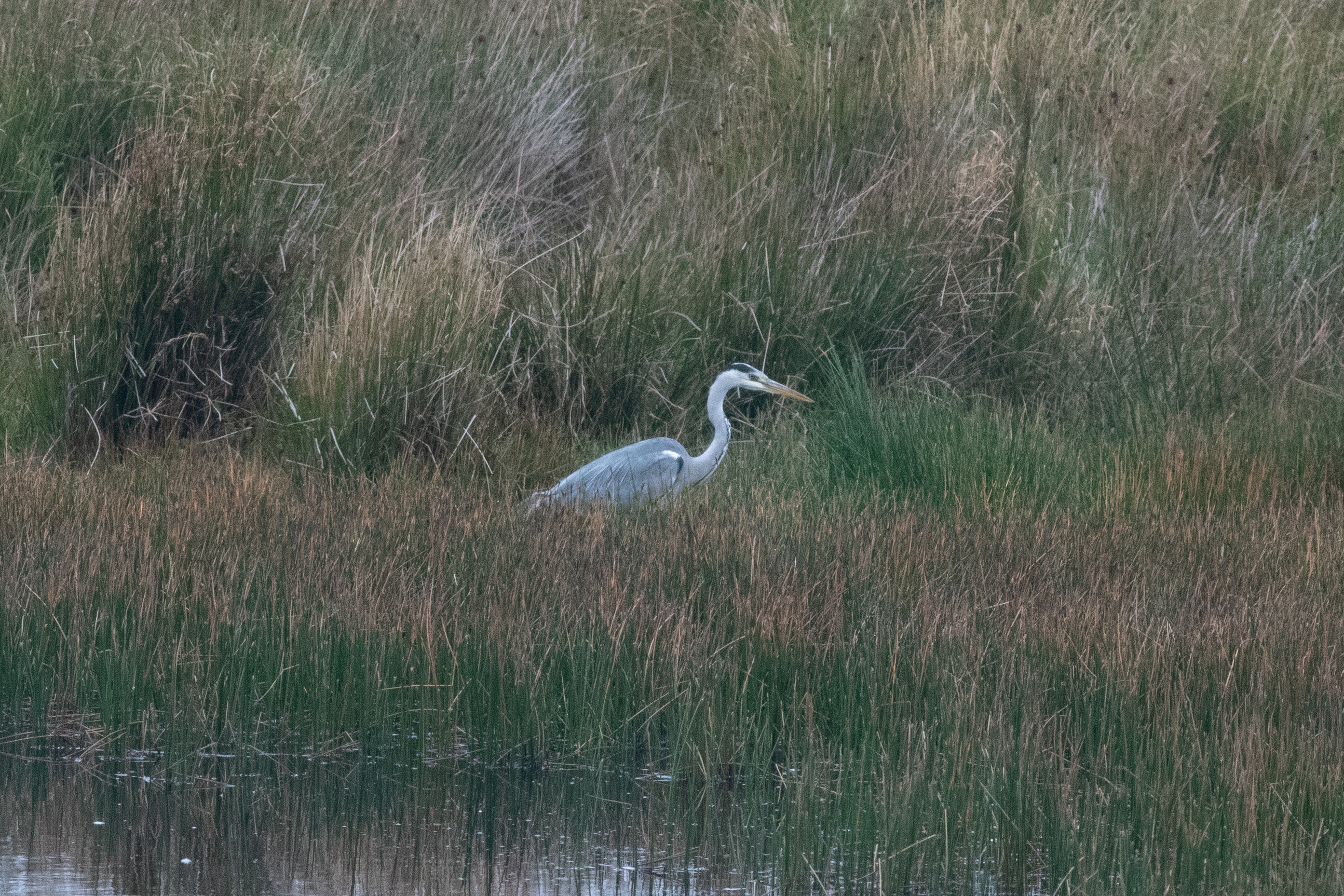 Grey Heron, Pondsbury - Joe Parker