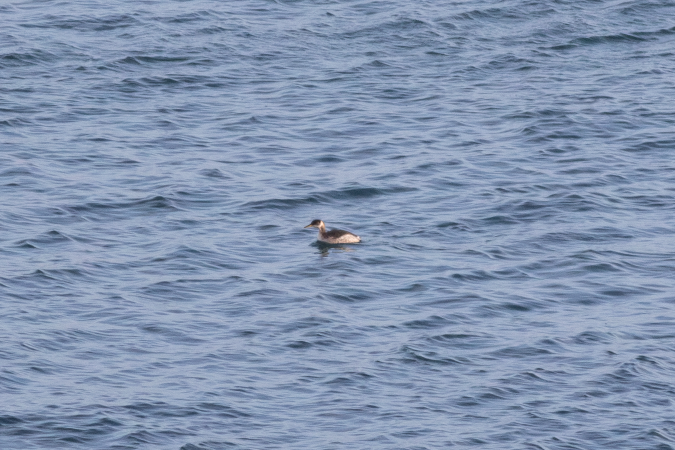 2025 01 23 Red necked Grebe JSP