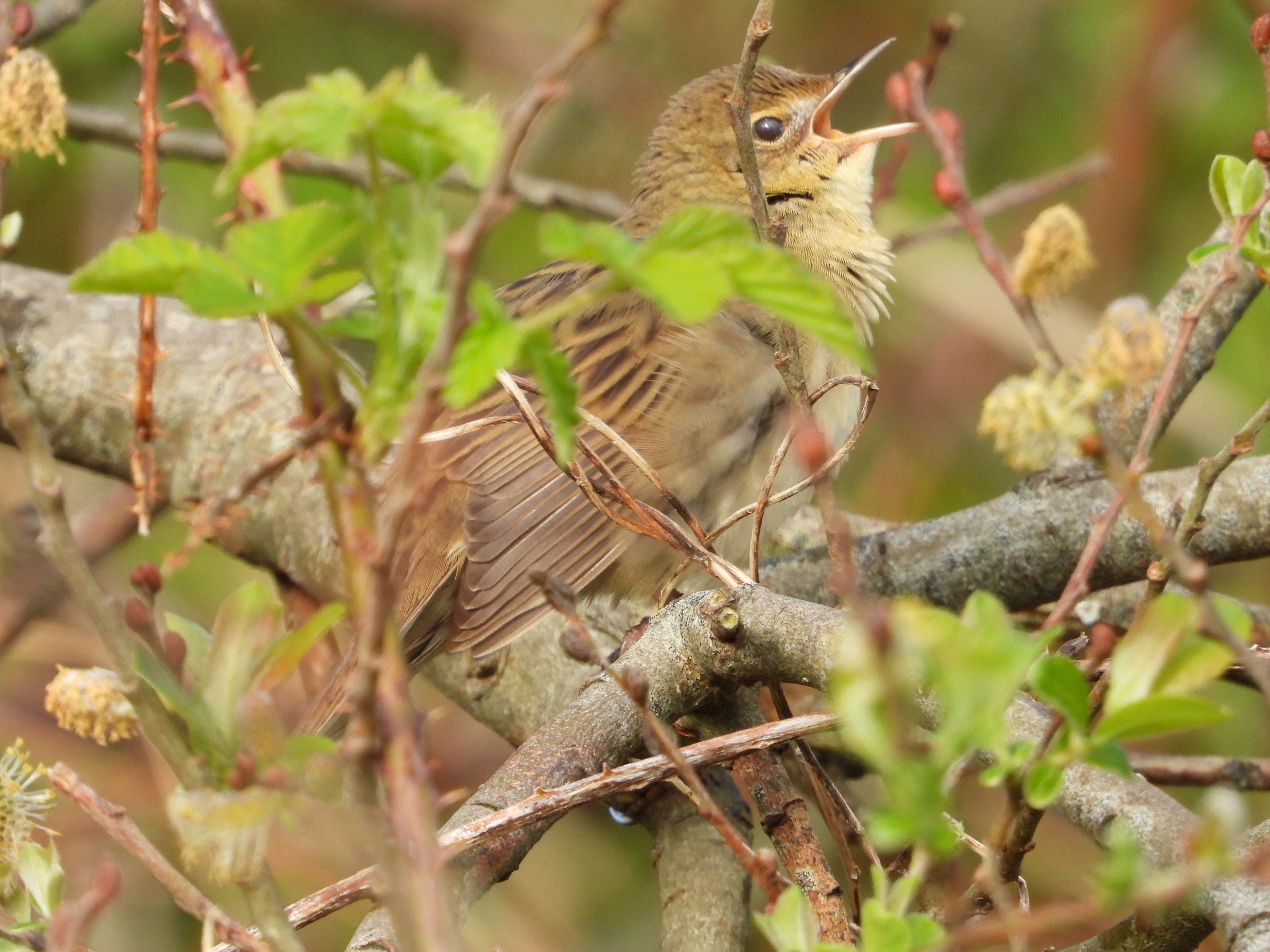 2025 04 13 Grashopper Warbler N Barnes