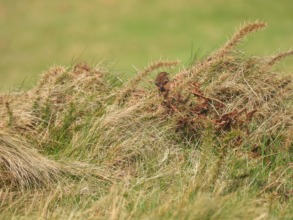 2026 03 10 Stonechat SimonParker