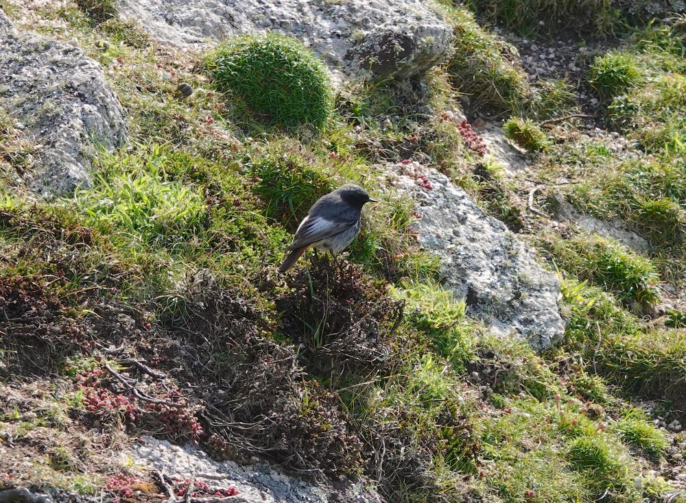 22 04 2026 BlackRedstart NLight Tim