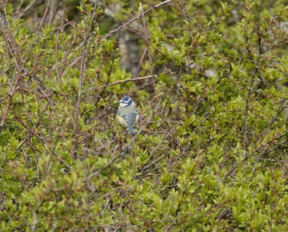 22 04 2026 BlueTit Millcombe Tim