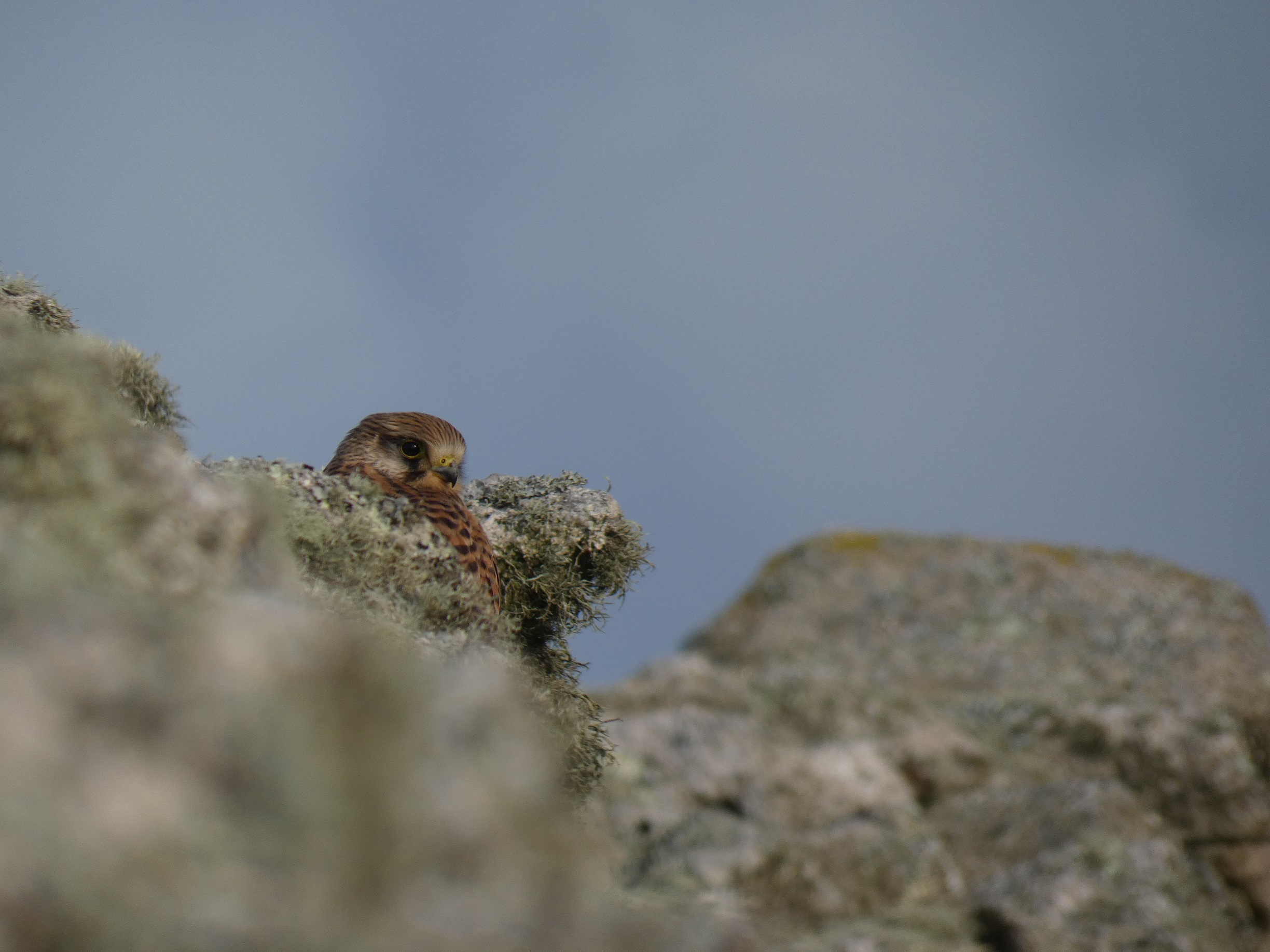 24 08 21 Kestrel TentField ThomasWeston