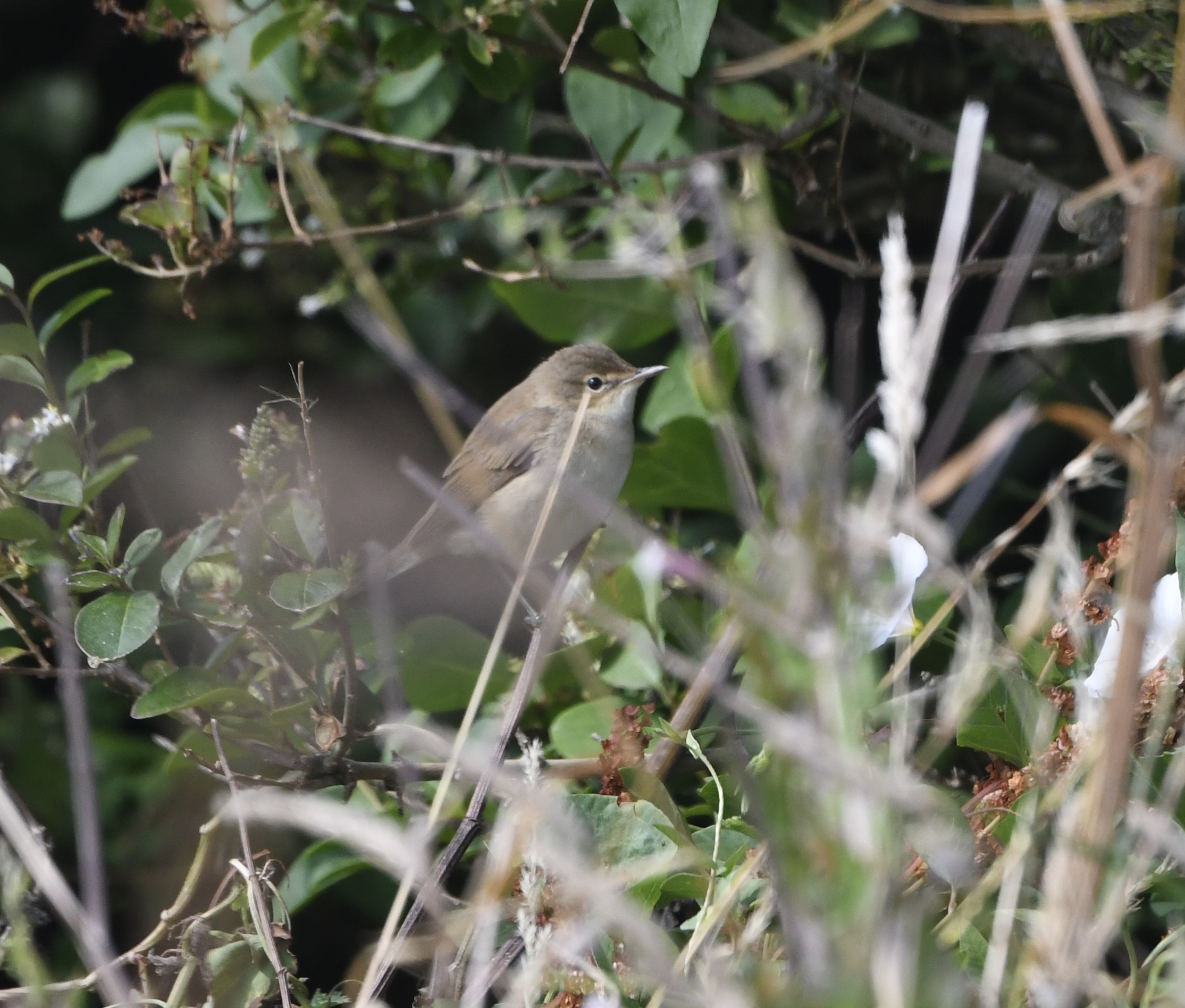 25 07 2026 ReedWarbler OldLight GLee