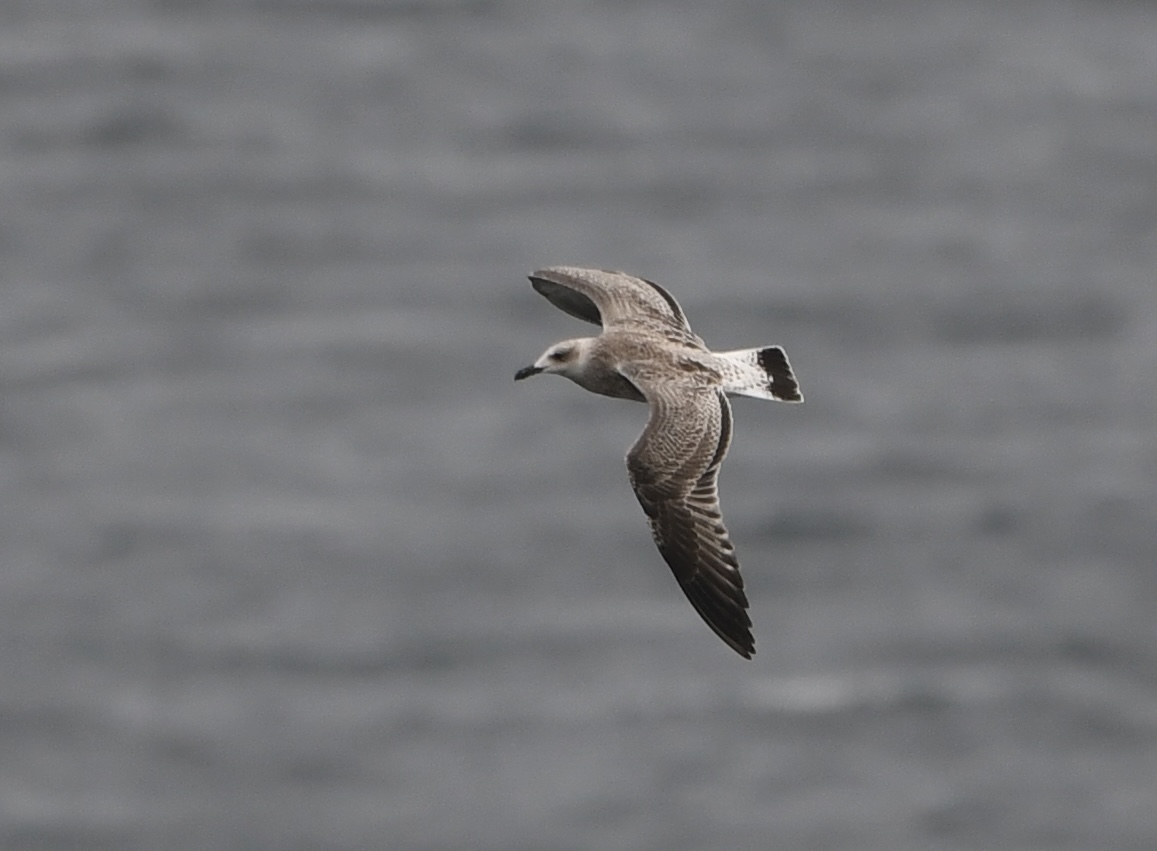 26 07 2026 CaspianGull LandingBay2 GLee