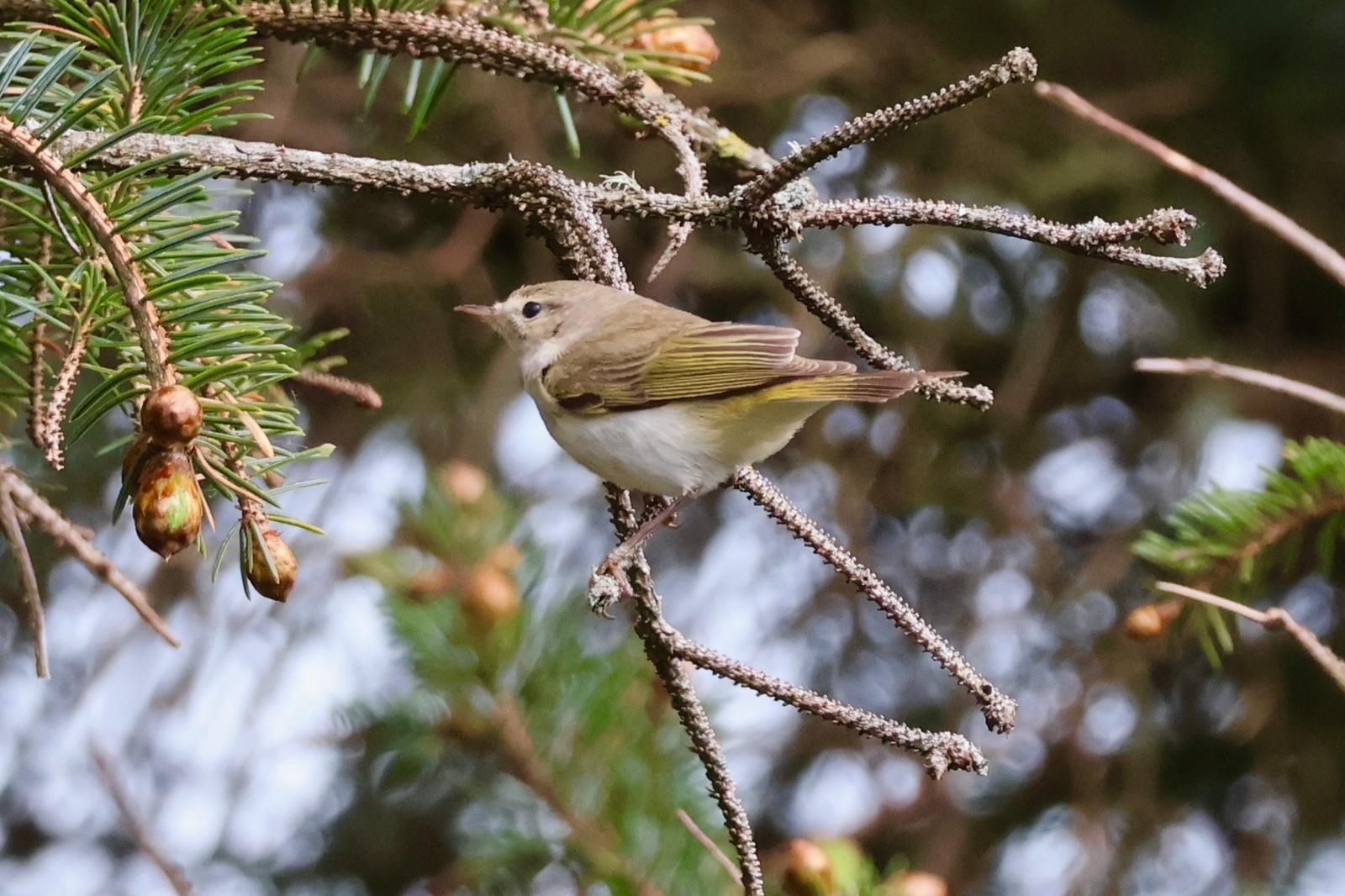 30 04 2026 WesternBonellisWarbler Millcombe ASaunders