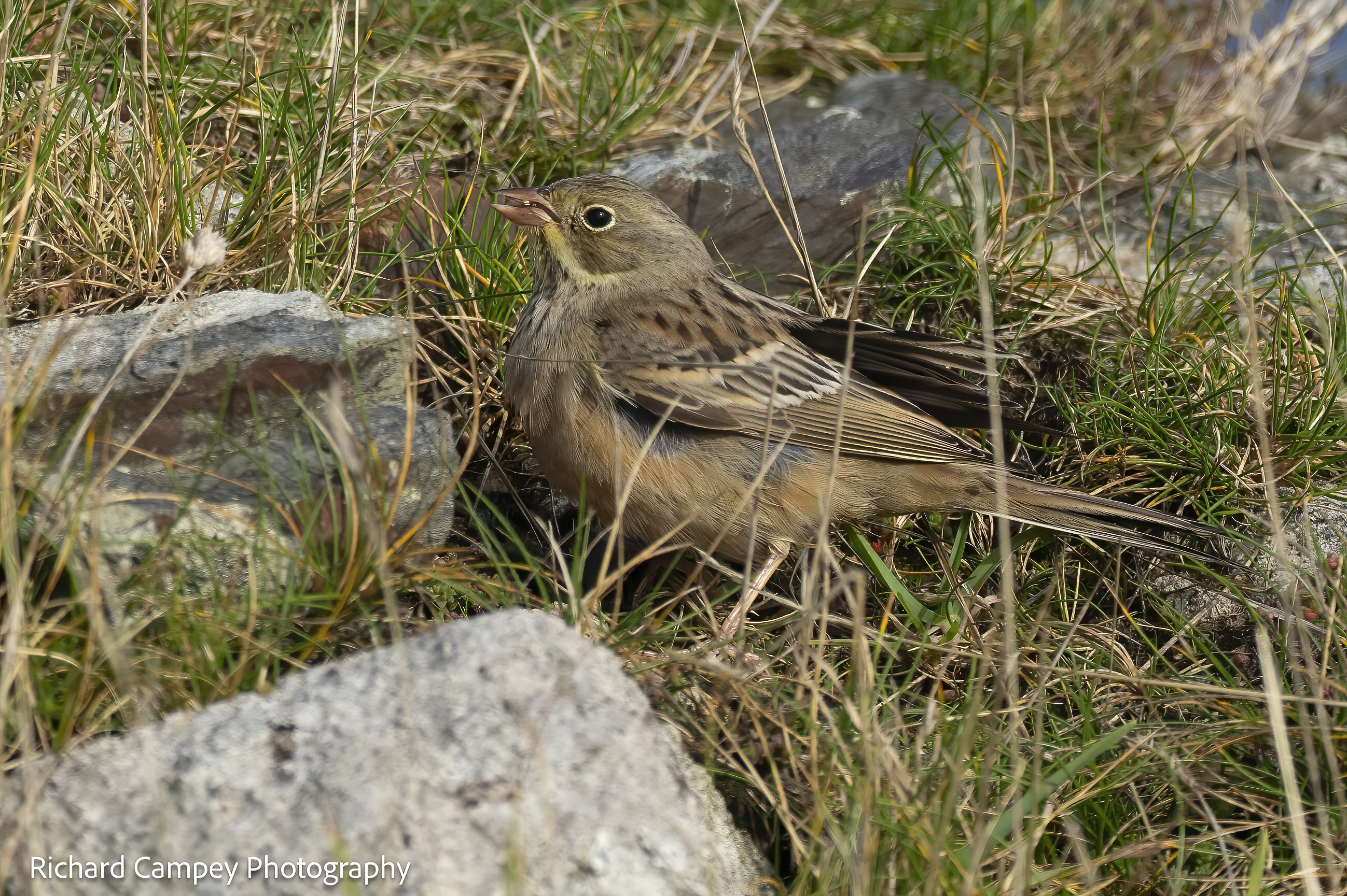 Ortolan Castle 1710.3 R Campey