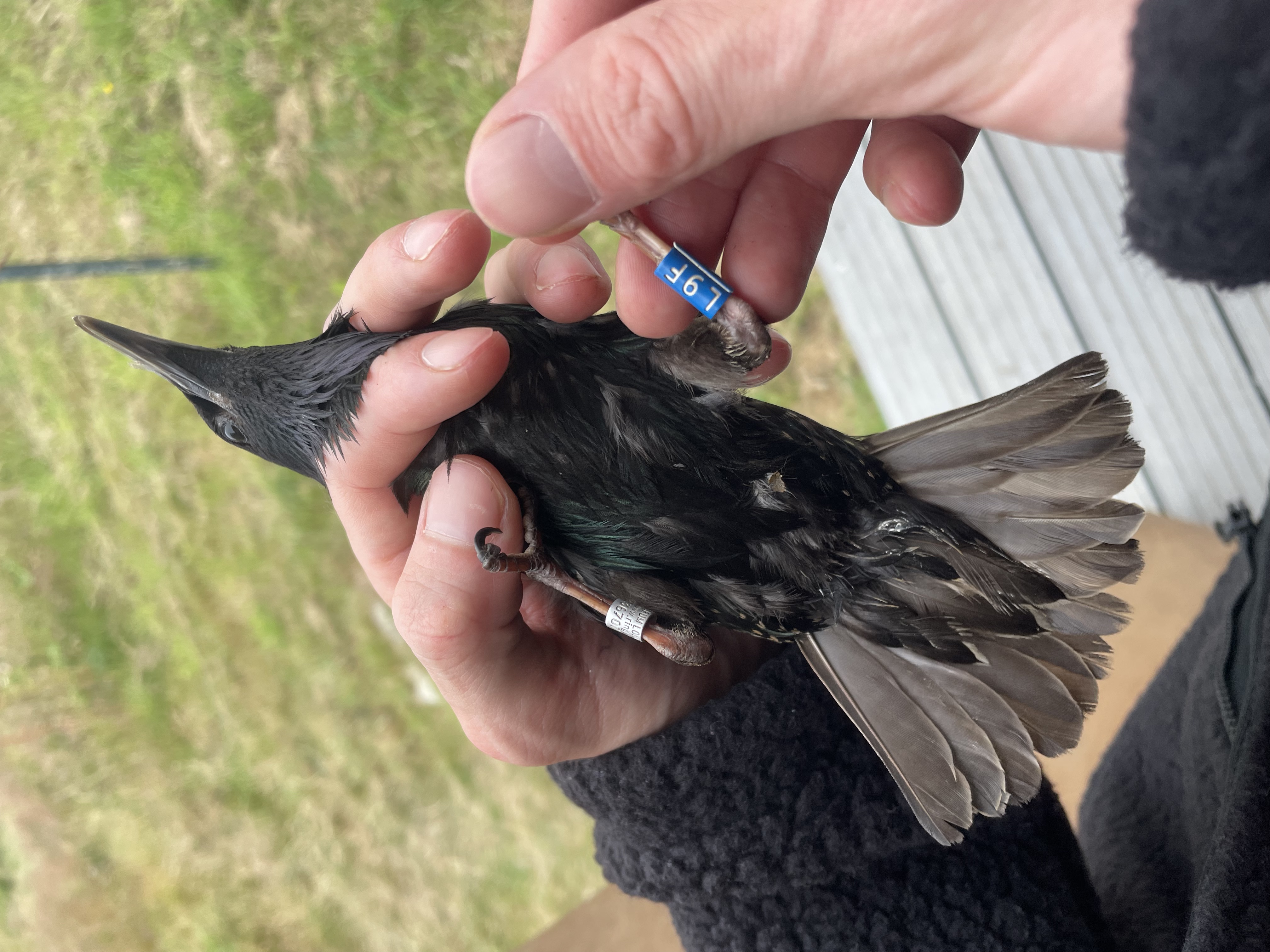 Starling 05072026 EH