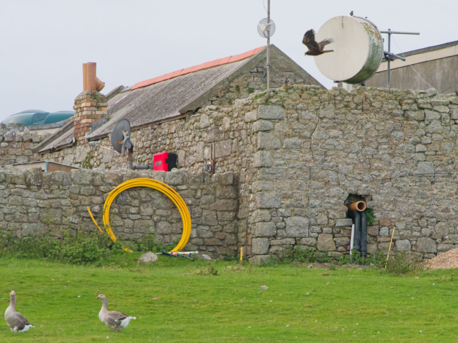 Marsh Harrier entering the Village ©Ross Bower