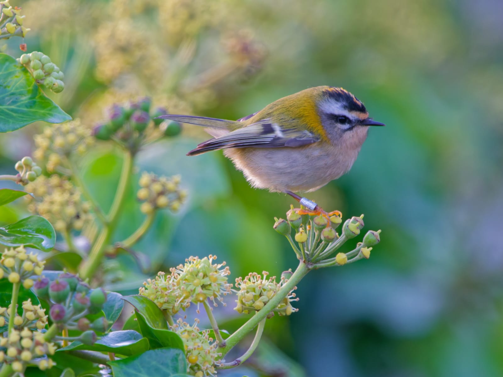 Firecrest prospecting the ivy in Millcombe ©Ross Bower